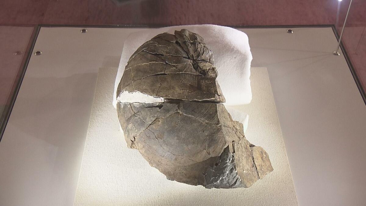 オウムガイの化石、南相馬市で日本初確認の2種類発見 県立博物館などで