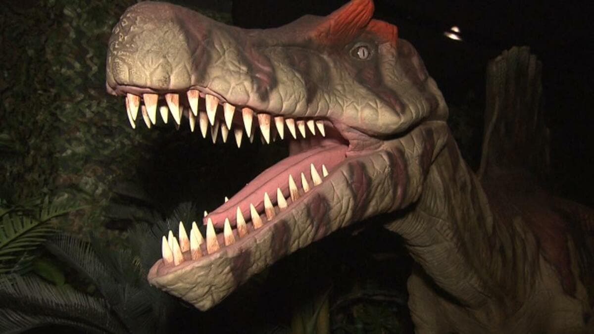 本物の恐竜の化石に触れられる「タッチザダイナソー」展 発掘