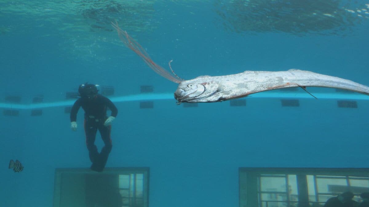 定置網漁で獲れた魚はゴールデンウィークの水族館に展示 幻の深海魚“リュウグウノ…