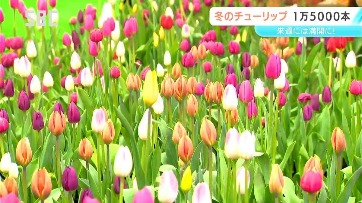 1万5000本の「アイスチューリップ」咲き始める 安曇野市の国営アルプス