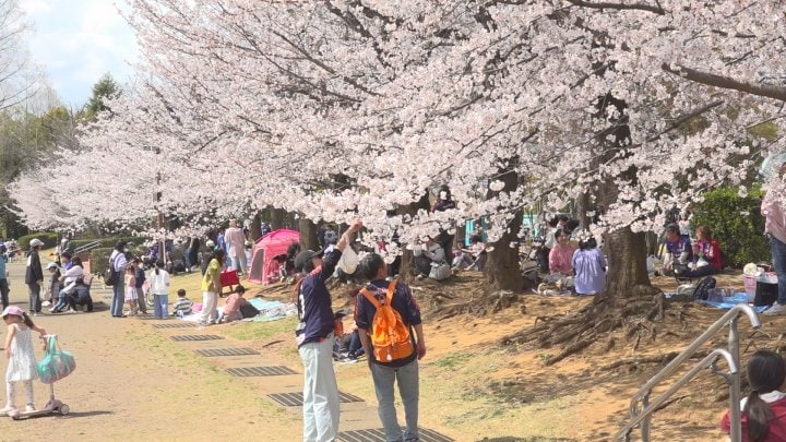 ぽかぽか陽気でお花見日和　小瀬スポーツ公園のサクラ満開　家族連れなどでにぎわう