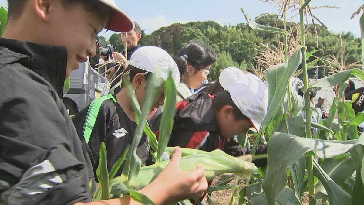 白いスイートコーン「白雪姫」　小学生が収穫体験　大分