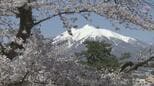 【満開】今日の弘前の桜「完璧だ」弘前公園内でソメイヨシノが満開に　“桜の城”弘前城や“津軽富士”岩木山との競演など　心を奪われる絶景多数【2026年4月17日】|TBS NEWS DIG