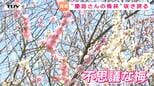 長井市の「慶助さんの梅林」が見ごろ 1本の木に2色の花? 中には不思議な梅も(山形)|TBS NEWS DIG
