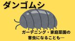 ダンゴムシは「ガーデニングや家庭菜園の害虫」でもあった 越冬するダンゴムシを減らすには「厳寒」のいまがチャンス|TBS NEWS DIG