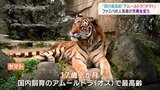 国内最高齢アムールトラ「ヤマト」天寿を全う 富山市ファミリーパーク|TBS NEWS DIG
