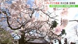 甲府市でサクラ開花　気温上昇　宝寿院のシダレザクラも見頃に　|　山梨のニュース | ＵＴＹテレビ山梨