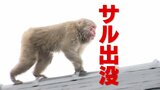 静岡市の住宅地や小学校でサルの目撃情報相次ぐ　市、刺激したり食べ物を与えたりしないで　|　静岡のニュース | SBSNEWS | 静岡放送