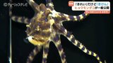 海の”最凶”生物が一般公開　　猛毒のヒョウモンダコに子供たちは釘付け　富山県内で初確認　危険知らせる「ヒョウ柄」に注意|TBS NEWS DIG