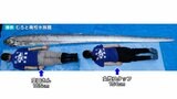 4ｍ級“リュウグウノツカイ”が2日連続で見つかる　大人2人が並んでみると…“幻の深海魚”に「大騒ぎしています」|TBS NEWS DIG