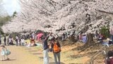 ぽかぽか陽気でお花見日和　小瀬スポーツ公園のサクラ満開　家族連れなどでにぎわう|TBS NEWS DIG