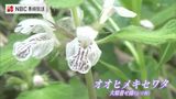 五島だけに自生 2021年発表の新品種『オオヒメキセワタ』可憐な花を咲かせる | 長崎のニュース | 天気 | NBC長崎放送