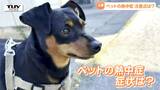 【動画】命にかかわるペットの熱中症…危険な犬の特徴は?熱中症になりやすい理由は?ペット専門の獣医師が指摘するリスク、予防のポイントはコレだ | 山形のニュース│TUYテレビユー山形