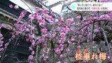 “寒い冬に耐えて一番先に咲く” 高知城の梅の花 「枝垂れ梅」見頃に | 高知のニュース・天気|KUTV NEWS | KUTVテレビ高知