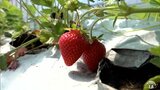 冷涼な気候生かした「下北夏秋いちご」の収穫が進む 暖かい日続き順調に生育 青森県むつ市大畑町|TBS NEWS DIG