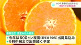 「暑い夏に食べるみかん、最高です」真夏でも楽しめる!ハウス『山北みかん』収穫最盛期【高知】|TBS NEWS DIG