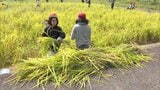 「おにぎりにして食べたい」 児童たちが鎌を手に稲刈り体験 北九州・門司区 | 福岡のニュース|RKB NEWS|RKB毎日放送