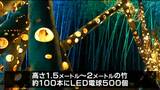 ”町の新たな観光資源に” 竹林を幻想的な灯りで照らす「竹灯り回廊」 宮城・丸森町|TBS NEWS DIG