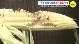 思わぬ横やりはクマ　国産飼料増産を担うトウモロコシ畑で被害　収穫を早める対策も　|　RCC NEWS | 広島ニュース | RCC中国放送
