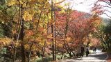 「色彩が素晴らしい」総社市の豪渓で紅葉が見ごろ 600メートルの色鮮やかな景色【岡山】|TBS NEWS DIG