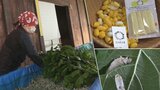こだわりは黄色の繭 「カイコに敬意を」 東京から岩手・北上市に移住の女性が養蚕に挑戦|TBS NEWS DIG