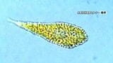 八代海で有害プランクトン増殖、範囲も拡大　鹿児島県は緊急対策本部を設置、漁業者に厳重警戒呼びかけ|TBS NEWS DIG