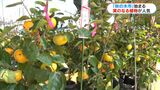 ブロッコリー苗1株70円 物価高で野菜や果樹の苗が人気「秋の木市」始まる|TBS NEWS DIG