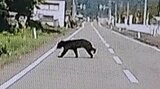 「犬かと思い、よく見たら…」ドライブレコーダーに映っていたのは道路を横断するクマ 新潟・見附市|TBS NEWS DIG