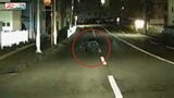 【ドラレコ映像】道路を横切るクマ 仙台の市街地で連日目撃 同じ個体の可能性も | 宮城のニュース│tbc NEWS│tbc東北放送