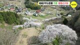 ドローンで撮影　地域が守る巨樹「宿根の大桜」 広島･竹原市　|　RCC NEWS | 広島ニュース | RCC中国放送