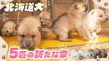 天然記念物《北海道犬》300gの新たな命を次世代へ紡ぐ　かつてはアイヌ民族のクマ猟犬…唯一の血統を守り続ける半世紀の挑戦　年間繁殖数100匹という現実|TBS NEWS DIG