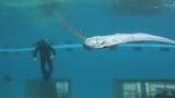 定置網漁で獲れた魚はゴールデンウィークの水族館に展示 幻の深海魚“リュウグウノツカイ”を求めて夜の能登沖へ なのになぜ⁉ 獲れたのは“マイワシ”一人勝ち状態に　|　石川県のニュース｜MRO北陸放送