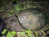 特定外来生物「カミツキガメ」捕獲　いわき市が注意呼びかけ　福島|TBS NEWS DIG
