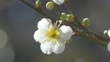 「玉帝梅(ぎょくていばい)」をご存じ? 珍しい梅がほころび始める “花の寺”放光寺 | 山梨のニュース | UTYテレビ山梨