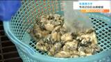 「生食用カキ」今年は海水温の上昇で成育が遅れ10月28日に出荷解禁「これが宮城のカキだと喜んでもらいたい」|TBS NEWS DIG