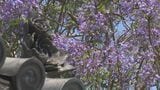 南米の花「ジャカランダ」が寺に咲く 高さ10メートル 例年より1週間早く開花 大分|TBS NEWS DIG