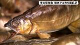 冬の伝統の保存食「焼きアユ」づくり最盛期　焼いて、いぶして黄金色に＝静岡・松崎町　|　静岡のニュース | SBSNEWS | 静岡放送