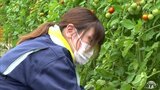 「日々暑さの中で大変」市職員がミニトマトの栽培研修　基幹産業・農業へ理解　青森県平川市|TBS NEWS DIG