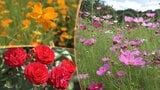 岩手県二戸市のオープンガーデン秋の公開 春とは違う草木や花が彩る庭|TBS NEWS DIG