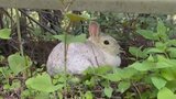 『ほぼ間違いなく死ぬ』誰かに放たれた「飼いウサギ」が林の中で20匹近く見つかるもその後は姿を消す|TBS NEWS DIG
