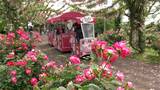 「かのやばら祭り」3万5,000株のバラ見ごろ　6月1日まで開催　鹿児島・鹿屋市|TBS NEWS DIG