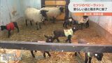 ヒツジのベビーラッシュ 牧歌の里に愛くるしい鳴き声響く 岐阜・郡上市 | 名古屋・愛知・岐阜・三重のニュース【CBC news】 | CBC web