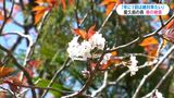 世界遺産・屋久島の春の風物詩 山桜が見ごろ 2時間登山 1050m太鼓岩から広がる満開 | 鹿児島のニュース|MBC NEWS|南日本放送