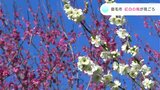 「パーンと咲いたら綺麗やねぇ」山里の公園で紅白の梅 300本余りが咲き誇る | 高知のニュース・天気|KUTV NEWS | KUTVテレビ高知