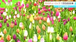 1万5000本の「アイスチューリップ」咲き始める　安曇野市の国営アルプスあづみの公園　球根を冷蔵し開花時期を早める　長野　|　SBC NEWS | 長野のニュース | SBC信越放送