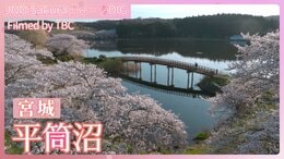 笑顔も満開 平筒沼のサクラ【JNN sakuraドローンDIG 2025】|TBS NEWS DIG