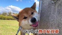 ペットもかかる“熱中症” 散歩や室内での過ごし方など これまでの当たり前は通用しない？ 飼い主が知るべき「新常識」|TBS NEWS DIG