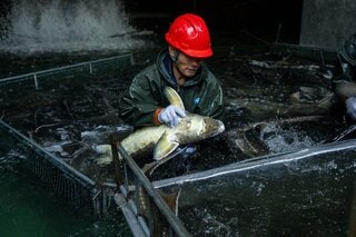 キャビアもフォアグラも中国産、安さより付加価値重視で世界に浸透| TBS CROSS DIG with Bloomberg