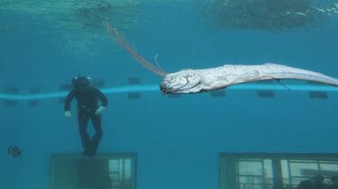 定置網漁で獲れた魚はゴールデンウィークの水族館に展示 幻の深海魚