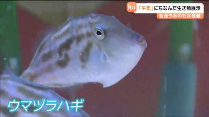 仙台うみの杜水族館で2026年の干支にちなんだ特別展示中「ウマヅラハギ